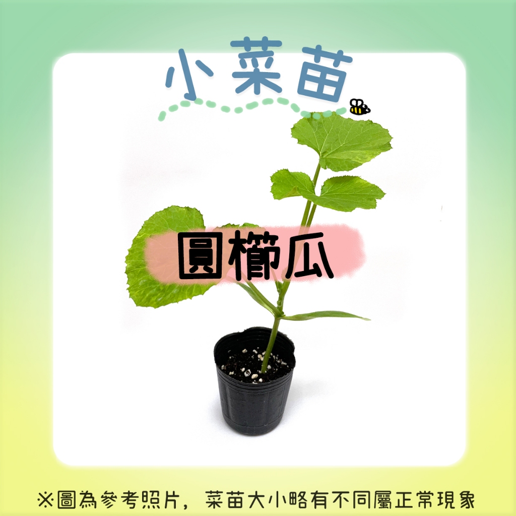 【小菜苗】綠球櫛瓜苗 Round zucchini seedlings