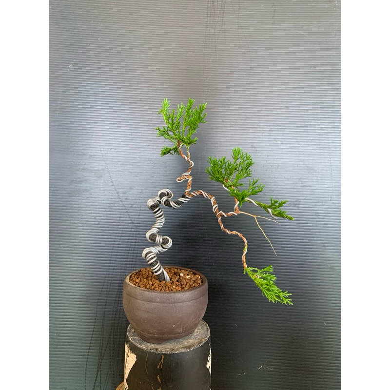 懸崖樹型真柏的價格推薦- 2025年12月| 比價比個夠BigGo