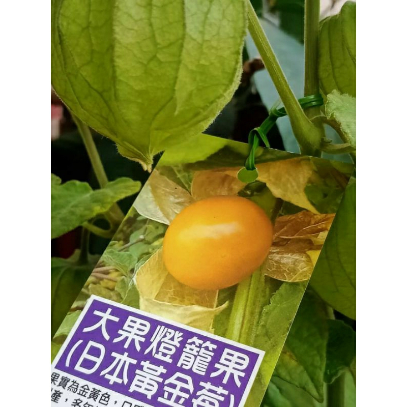 大果黃金莓 燈籠果【種苗】