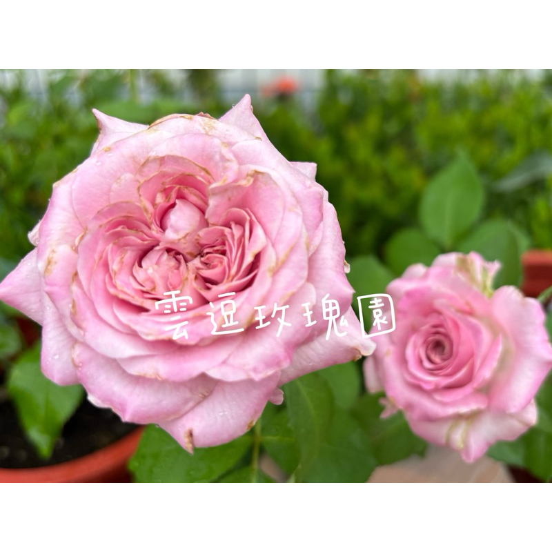 玫瑰花🌹荷蘭.幾乎無刺.廣藿香玫瑰花🌹使用玫瑰專用土