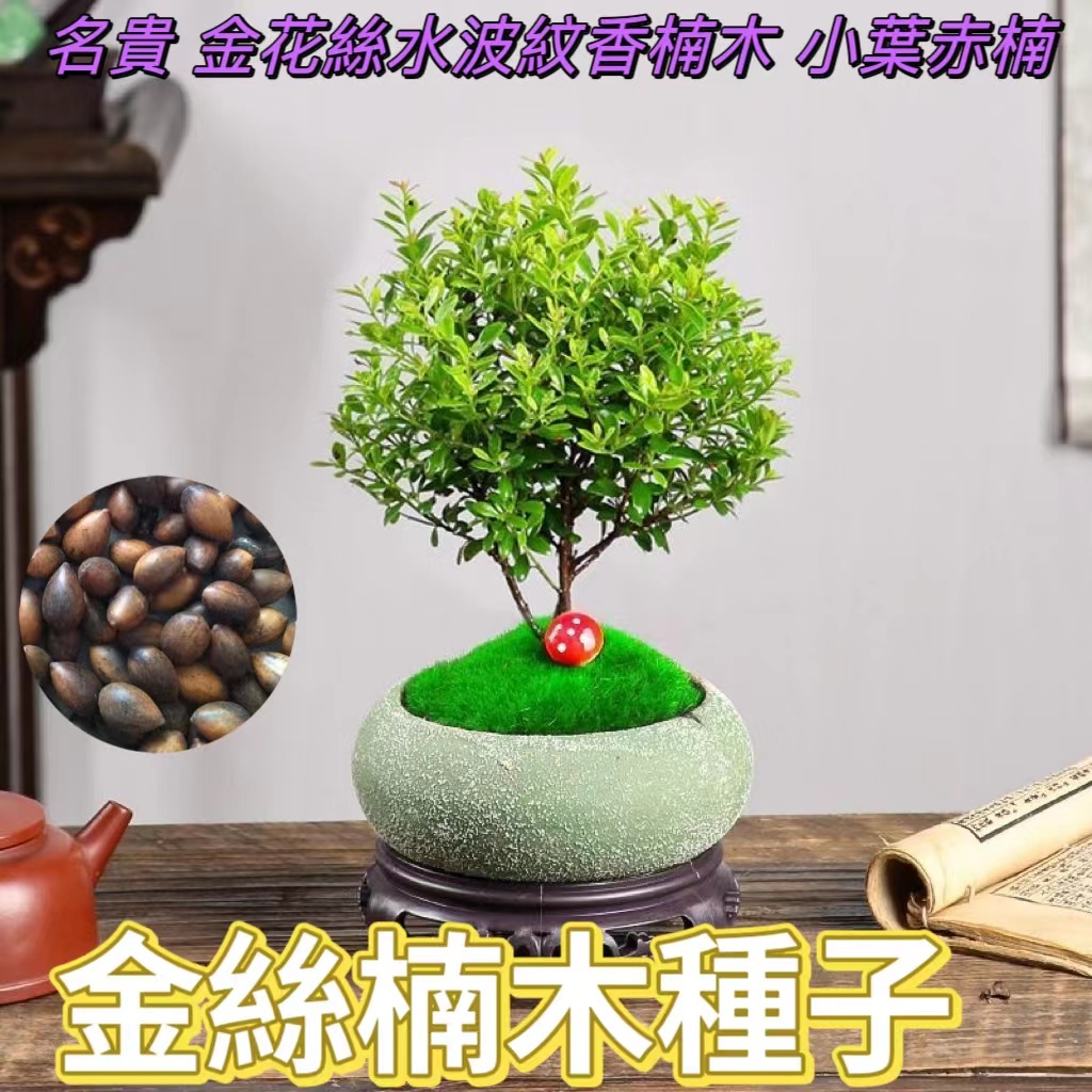 🌻🔥【金絲楠木種子】🌱新采 金絲楠木樹種子 稀有名貴樹木種子 小葉赤楠種子發芽率98%