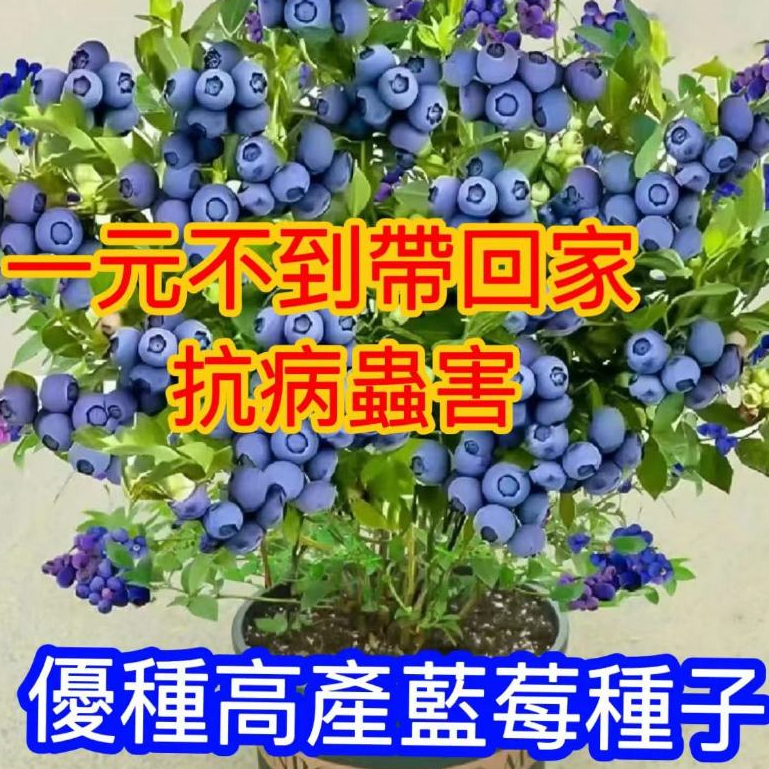💥💥【蝦皮熱銷 十二款藍莓種子】 樹莓種子 個大超甜藍莓 四季種植盆栽地栽 小院陽台種植 seed 盆栽藍莓種子