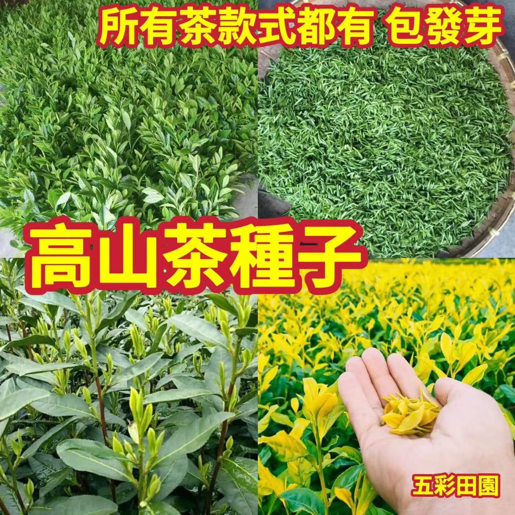 免運 開發票 收據🔥【綠茶黑茶種子】高山茶種 鐵觀音 毛尖茶種籽 大紅袍茶種籽 超全茶樹種子 油茶種子 山地農田小院種植