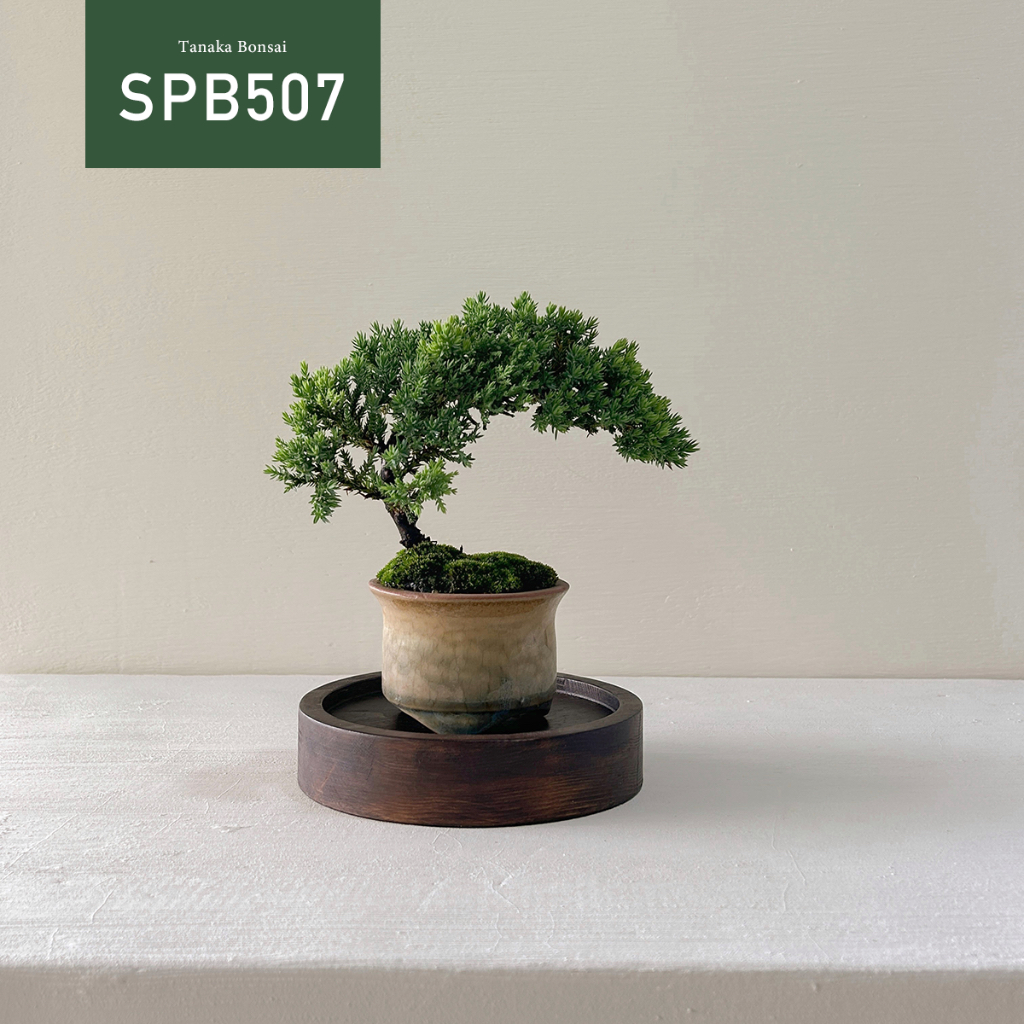 【Tanaka Bonsai】SPB507 珍珠柏盆景(不含木墊片）｜松柏盆栽
