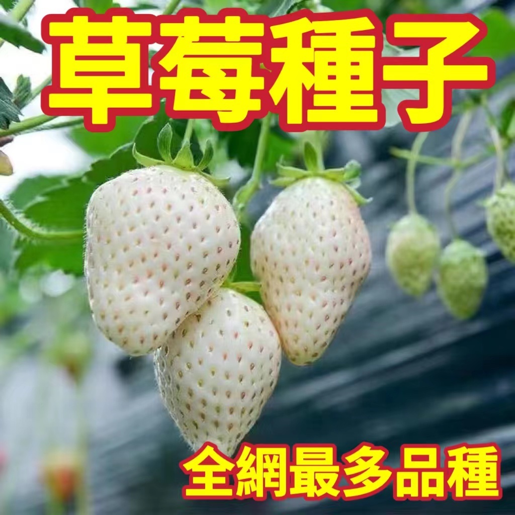 免運 開發票 收據🍓【草莓種子】十六款草莓種子 紅顏草莓 奶油草莓 黃心草莓 四季庭院種植 當年結果 發芽率99%