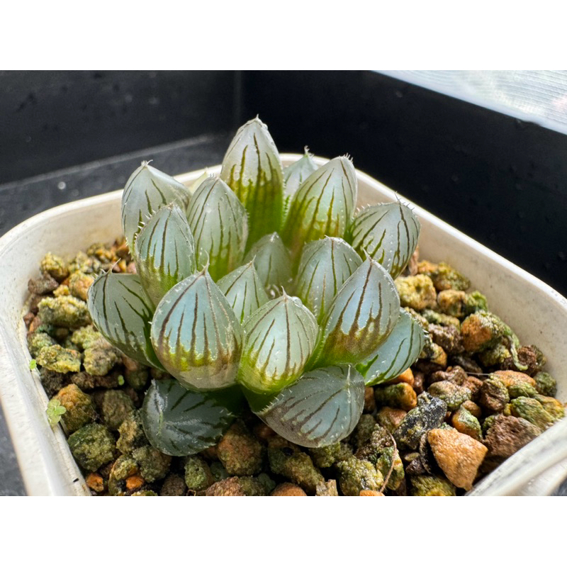 Haworthia  ハオルチア  百合科 一物一拍 ｜黑玉露錦/霓虹燈玉露錦N29