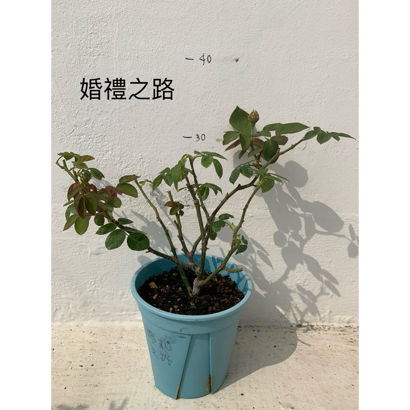 ［中苗］ 婚禮之路 空濛 青金石面紗 轉藍 安德利亞 奧利維亞奧斯丁 伊芙琳 玫瑰花苗 5吋