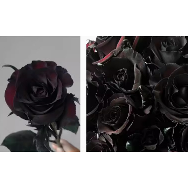 【黑色】黑玫瑰 鲜花培養液 內湖花市常見染色劑 鲜花吸染染料 染劑 鮮花染 吸染劑 索拉花 永生花 花染劑 花店用品