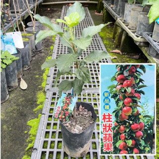 田尾玫瑰園 l 『新品種』柱狀蘋果【4.5吋黑軟盆 高度約40cm】平地可結果 嫁接苗 水果苗 （田尾在地商家）