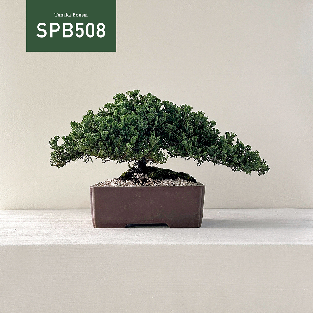 【Tanaka Bonsai】SPB508 珍珠柏盆景｜松柏盆栽