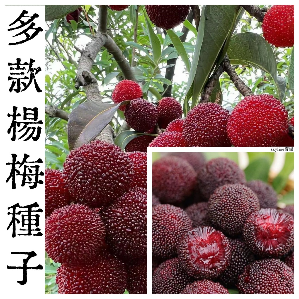 🌱（楊梅種子）四季種植水果種子 庭院果園種植果樹種子酸甜開胃 水果種子 楊梅種子