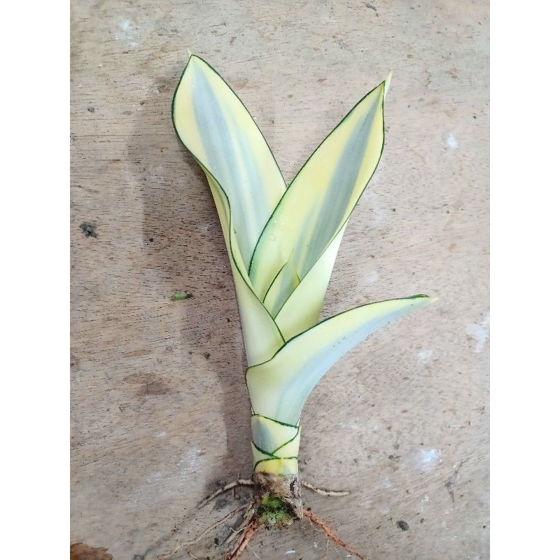 黃玉虎尾蘭，如圖實拍，20cm