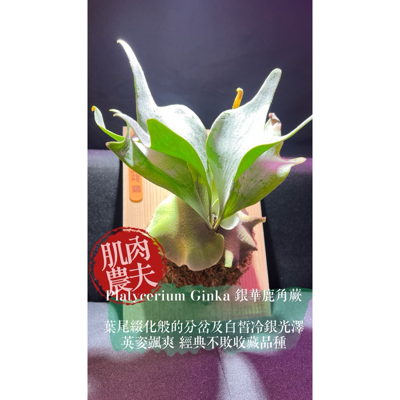 Ginka鹿角蕨的價格推薦- 2025年11月| 比價比個夠BigGo