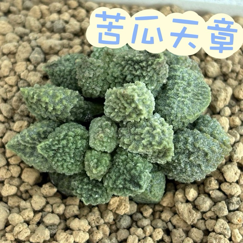 🌵✧植得栽✦【苦瓜天章】天章屬/天章/多肉/多肉植物/紅苦瓜/陽台植物/園藝/療癒小物/植物/植栽/觀葉植物