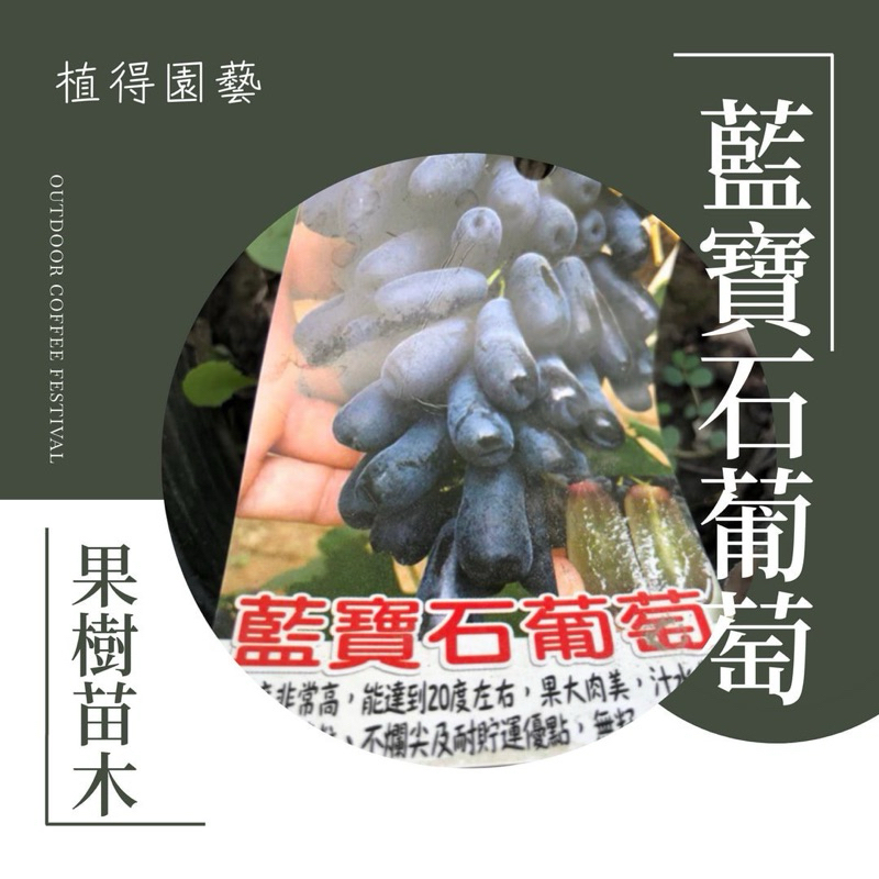 植得｜藍寶石葡萄🍇｜果樹苗木