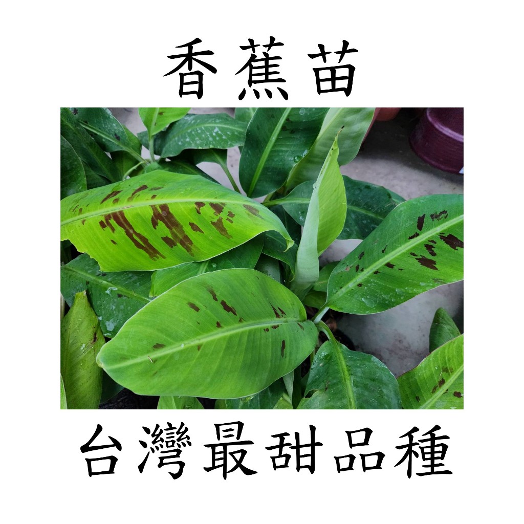 碧花園藝 香蕉苗 北蕉 無病毒苗 台灣最好吃的品種 又香又甜 挑戰最便宜！