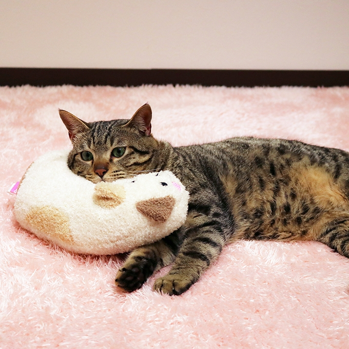 多格漫 DoggyMan 寵物舒適造型枕 犬用抱枕 貓用抱枕 寵物枕頭 犬貓造型枕頭 多格漫枕頭 美喵的事