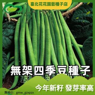 菜菜芽無架四季豆種子圓棍早熟無架四季豆種籽蔬菜蕓豆豆角籽批髮蔬菜種子【臺北花花園藝種子店】