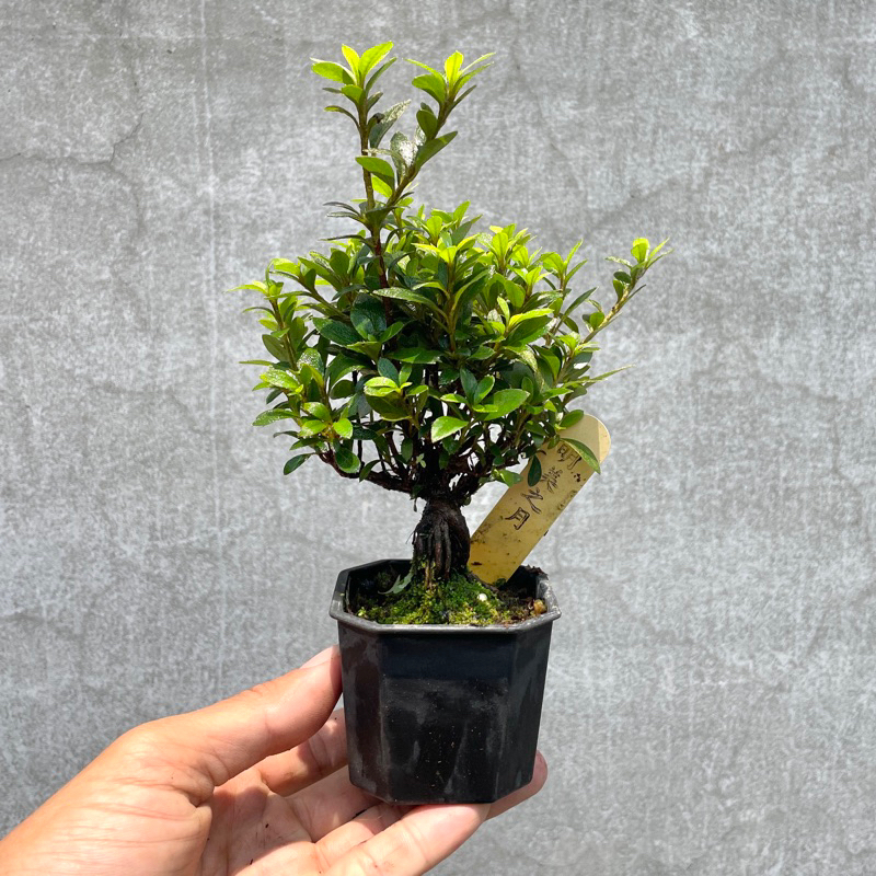 《野趣小品盆栽》日本品種·皋月杜鵑·小裸根