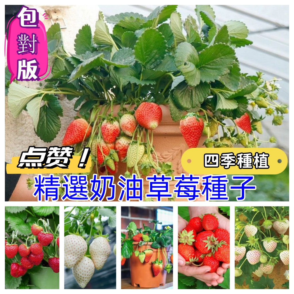 【草莓種子大全】四季奶油草莓種子食用香甜大果草莓新手易種陽臺盆栽水果蔬菜種籽