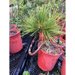 八房五葉松『盆栽』 ?media_id=3326454983825392889