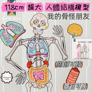 【現貨在臺🚀】人體結構器官模型教學器具 骨頭人體結構拼圖 骨骼內臟可拆卸關節可動 兒童益智玩具 器官配對 認識關節骨架