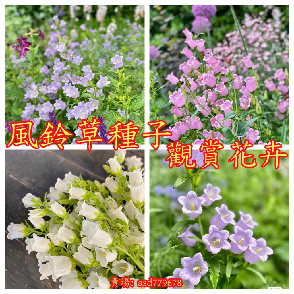 🌺【風鈴草種子】四季播種花草種子 花卉種子 風鈴花種子 風鈴花種球 四季易種 耐寒抗熱四季種植陽臺盆栽種子