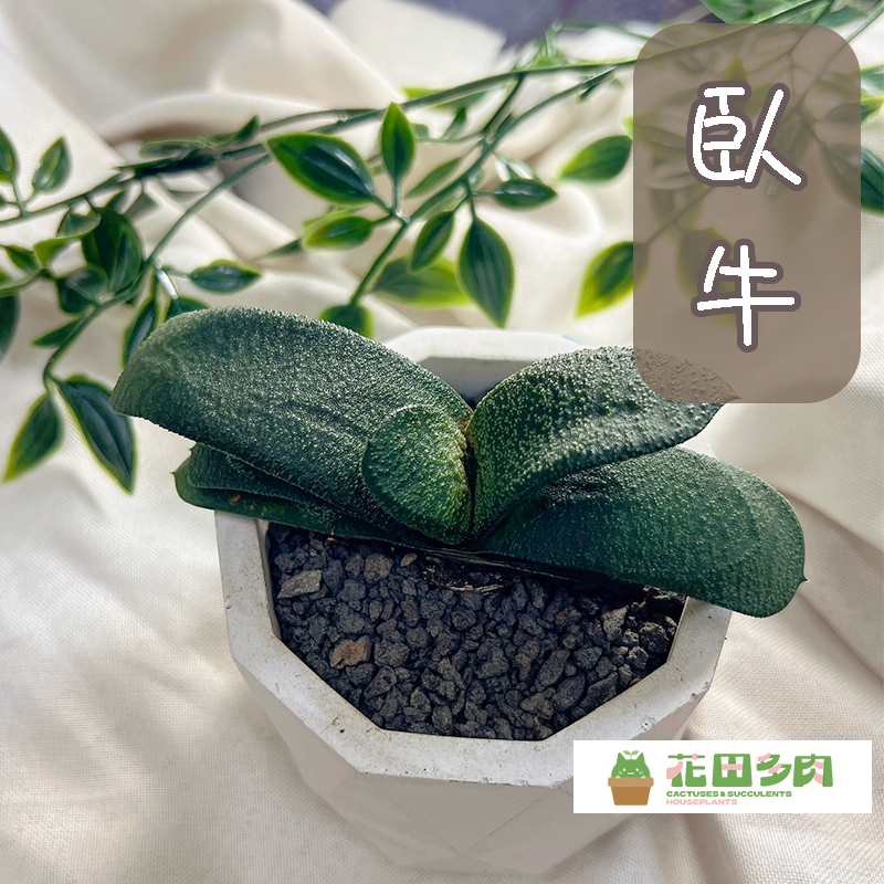 【臥牛】三吋盆  多肉植物/百合科/觀葉植物/玉露/玉扇/石頭玉