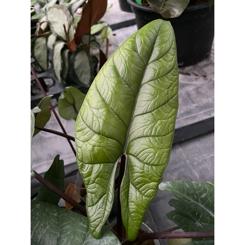 Alocasia scalprum 甲骨文觀音蓮