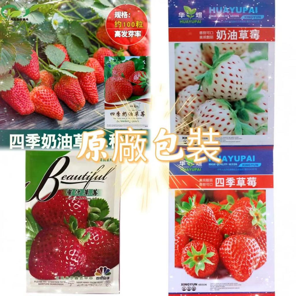 【原廠包裝】包對版 草莓種子 奶油草莓 四季草莓 水果種子 四季播種陽台盆栽水果種子 草莓籽