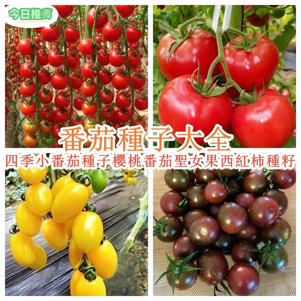 四季番茄種子大全 小番茄種子櫻桃番茄聖女果西紅柿種籽苗陽臺盆栽蔬菜水果種子