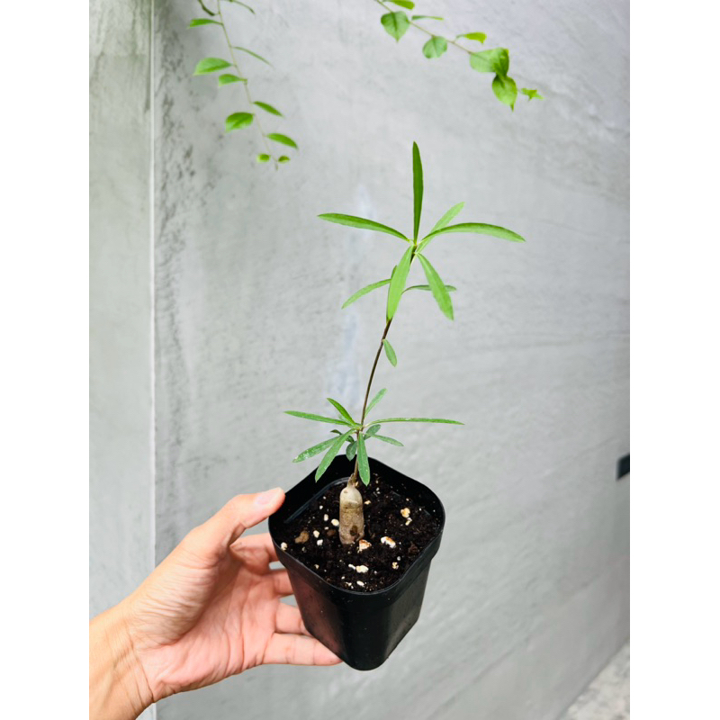 【高木の森】🅑🅞🅣🅐🅝🅘🅒-馬可麒麟Euphorbia mahabobokensis/大戟科多肉植物