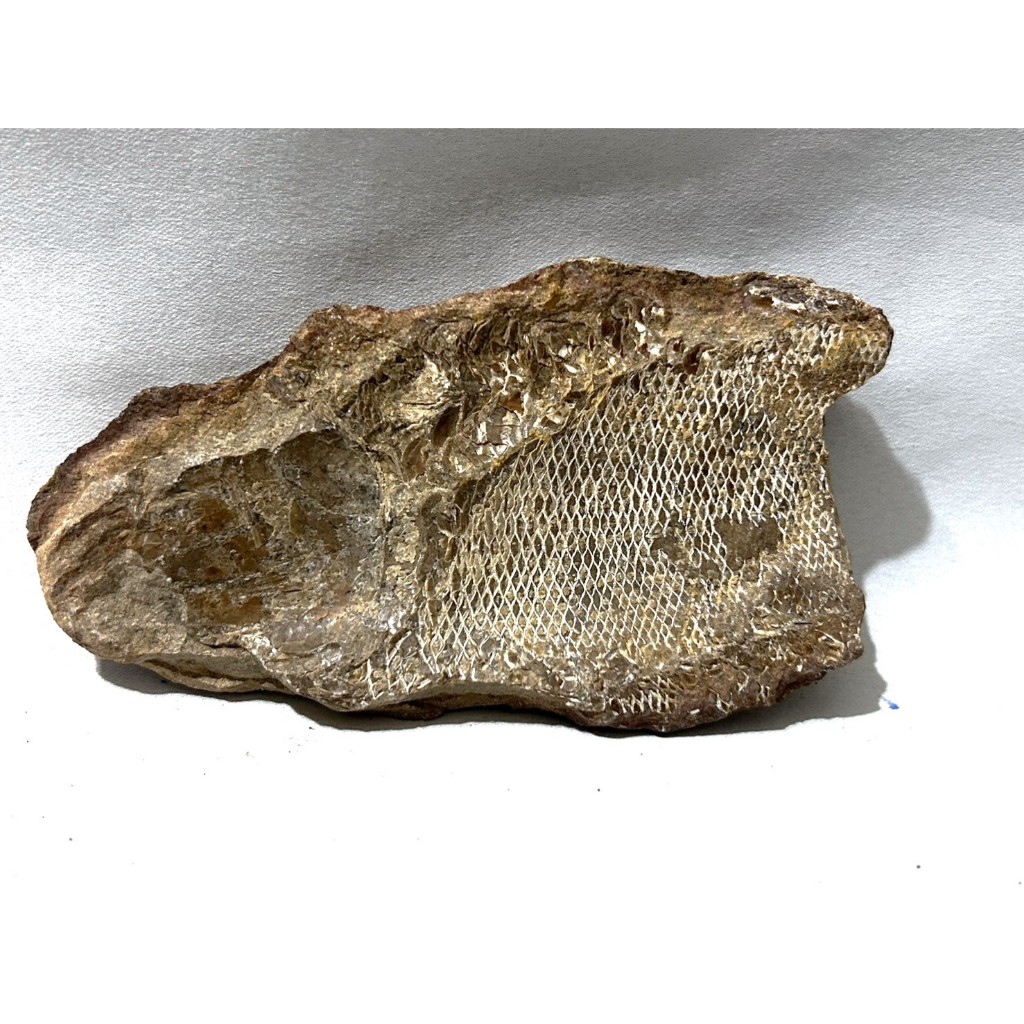 巴西結核魚化石-棒鞘海鰱(Rhacolepis buccalis)-白堊紀~地球的古老記憶