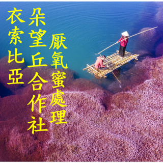 (2023) 獵豆工坊🐆衣索比亞 希達馬 阿貝果納 朵望丘合作社 厭氧蜜處理 G1 咖啡生豆 500g