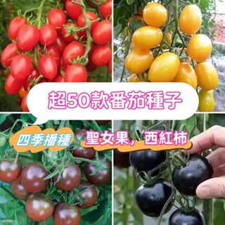 🍅🍅番茄種子 西紅柿種子 聖女果種子 巧克力番茄 聖女果 小番茄瀑布 小番茄千禧番茄黑珍珠番茄家庭庭院蔬菜種子 四季播種