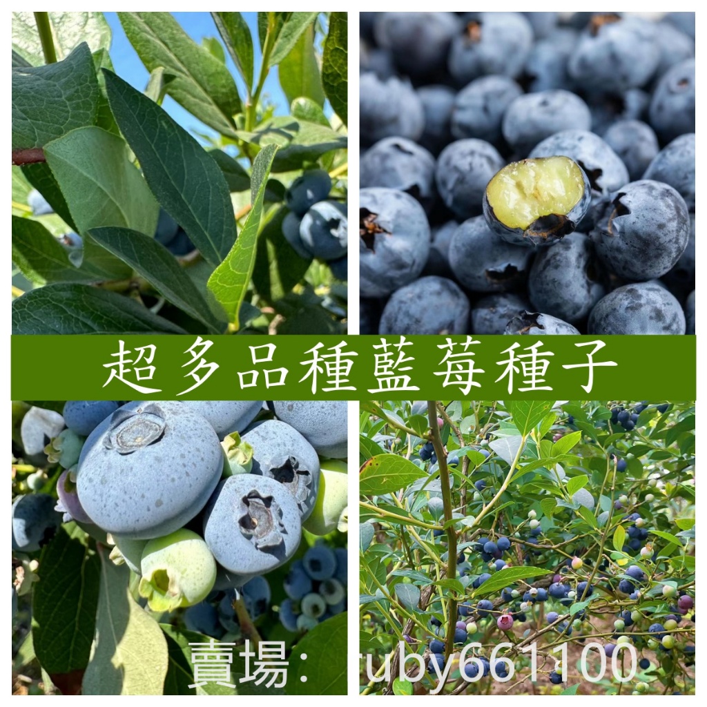 🌵繁盛【藍莓種子】 四季可種 奧尼爾盆栽 地栽庭院陽台種植 藍莓種子 當年結果 多款 選擇