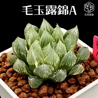 ［狂買園藝］多肉植物 毛玉露錦 3寸盆 極選錦株系列 Haworthia