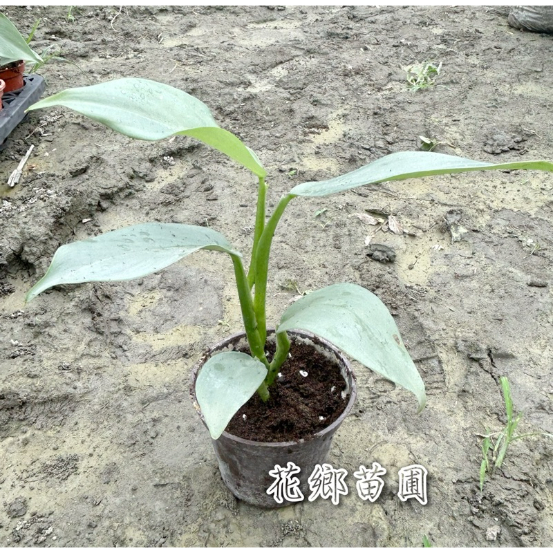 《花鄉苗圃》  銀葉蔓綠絨、銀劍蔓綠絨