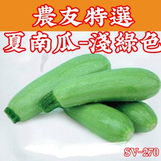 夏南瓜 Summer Squash (sv-270) 淺綠色 【農友種苗】特選蔬果種子 每包約10粒