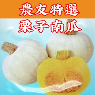 栗子南瓜 Winter Squash (sv-260) 【蔬菜種子】農友種苗特選種子 每包約6粒 果皮灰綠色