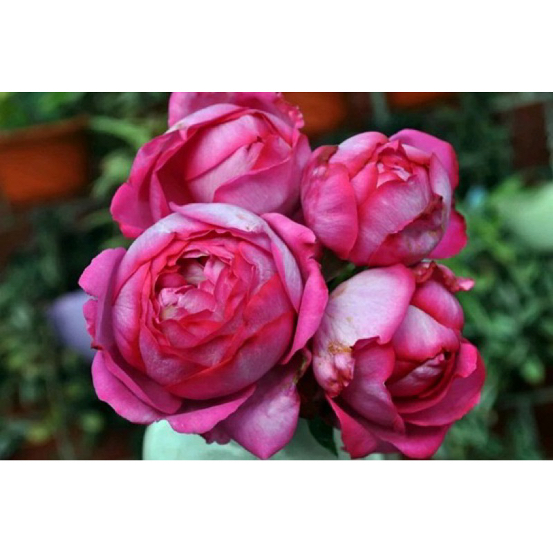 玫瑰花🌹伊芙伯爵.強香.Yves Piaget伊芙伯爵玫瑰花🌹使用玫瑰專用土.法國伊芙系列.月季玫瑰花