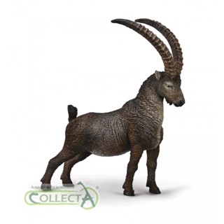 COLLECTA動物模型 - 高山野山羊