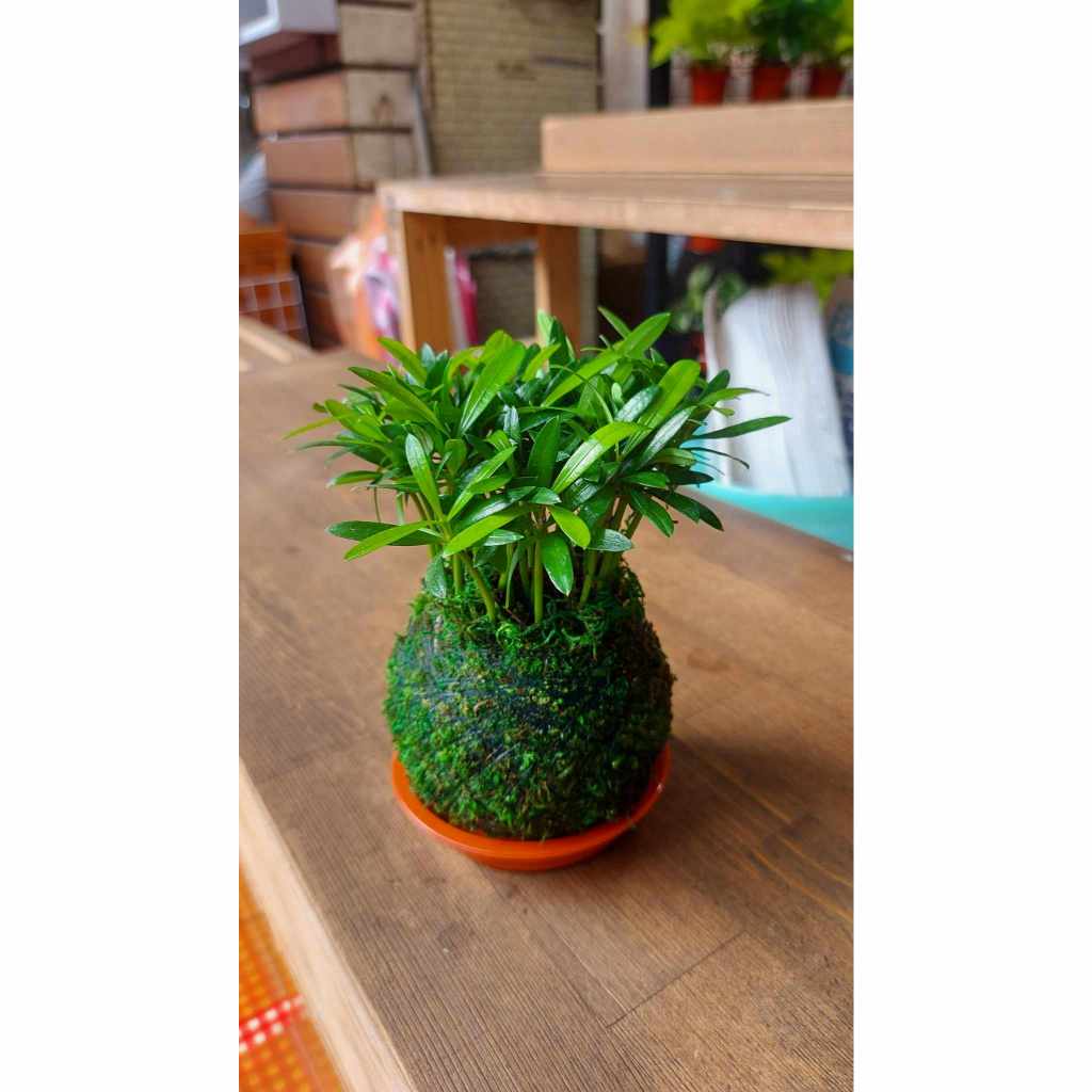 羅漢松 招財樹 苔球 室內觀葉植物 室內小盆栽