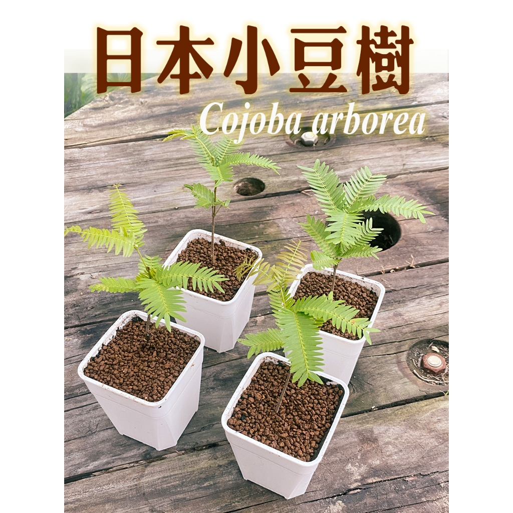 G綠果庭院花卉苗木 日本小豆樹 3吋盆 5吋盆 小豆樹 豆科 雞髯豆屬 植物 非耳豆樹 耐陰植物 療癒 室內 住家辦公室
