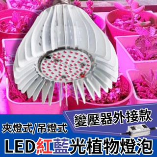 【君沛】50瓦 紅藍光譜 LED 植物生長燈 變壓器外接款