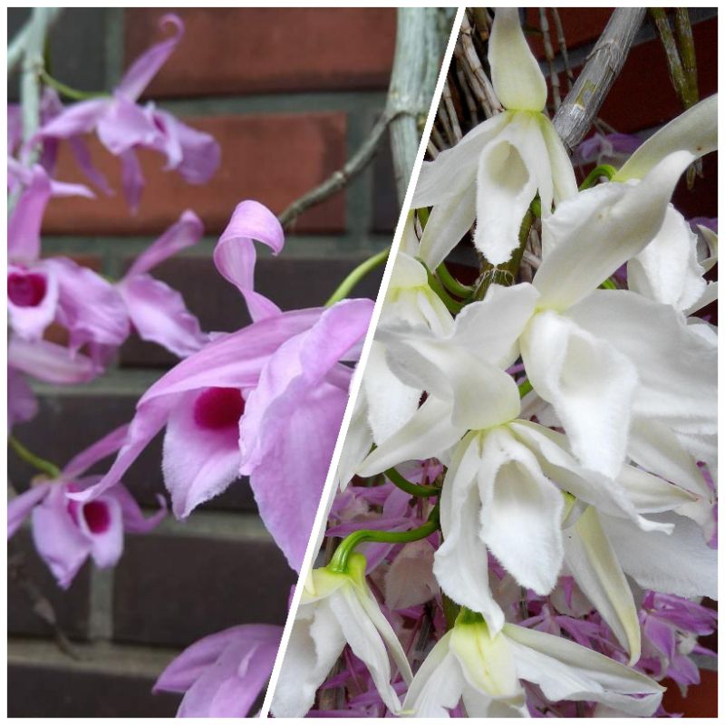 天宮石斛苗 - 檀香石斛蘭〈紅花或白花〉 裸根苗