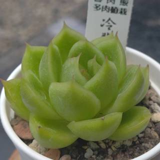 冷翡翠2吋盆-多肉植物<<魯肉販Air Magic>>