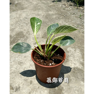 《花鄉苗圃》 鉑金蔓綠絨