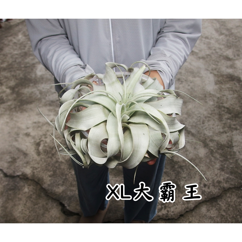 《柯比植物》空氣鳳梨 空鳳 霸王 霸王空氣鳳梨 霸王鳳梨(賣場有旋風木柄鳳 小精靈 全紅 泰迪熊 福果 飛牛蒂娜)