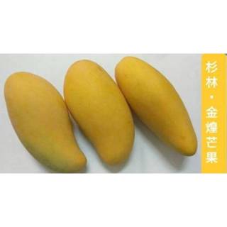 杉林 金煌芒果㊣ 自產自銷，無農藥㊣ 一斤50